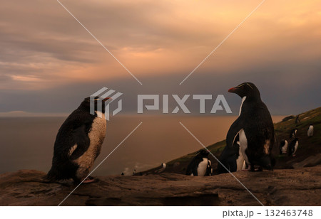 Close-up of two Rockhopper penguins in a colony at sunrise in Falkand Islands 132463748
