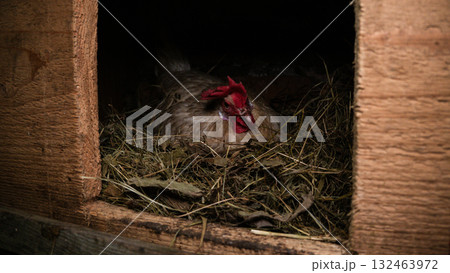 Hen sitting on a hay nest inside a dark wooden coop, broody and resting while incubating eggs, evoking rustic farm life, warmth, shelter and quiet poultry care. 132463972
