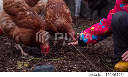 Child extending hand with feed, interacting with brown chickens scratching on the muddy ground, depicting care, sustainability, and respect for animals on a rural homestead. 132463984