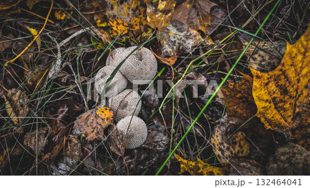Puffball mushrooms thrive on the forest floor, surrounded by fallen yellow and brown autumn leaves and dry grass, illustrating concepts of nature, growth, and the changing seasons. Puffball mushrooms thrive on the forest floor, surrounded by fallen yellow and brown autumn leaves and dry grass, illustrating concepts of nature, growth, and the changing seasons. 132464041