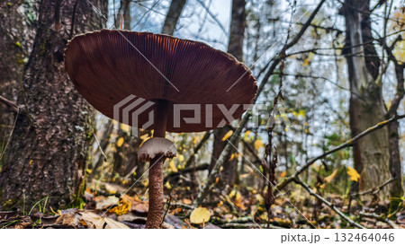 The parasol mushroom, distinguished by its characteristic gills and ring thrives in its natural forest habitat, surrounded by fallen leaves and tree trunks. A view of the parasol mushroom from below. 132464046