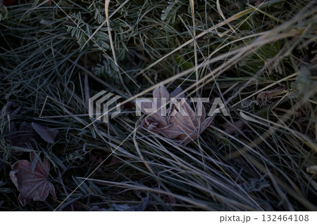 霜がついた落ち葉 132464108