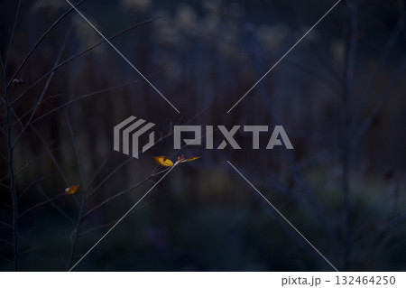 冬の枯れ草 冬の枯れ草 132464250