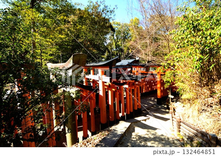 京都府 伏見稲荷大社 千本鳥居(根上りの松付近) 京都市伏見区深草藪之内町 2022 年 2月 京都府 伏見稲荷大社 千本鳥居(根上りの松付近) 京都市伏見区深草藪之内町 2022 年 2月 132464851