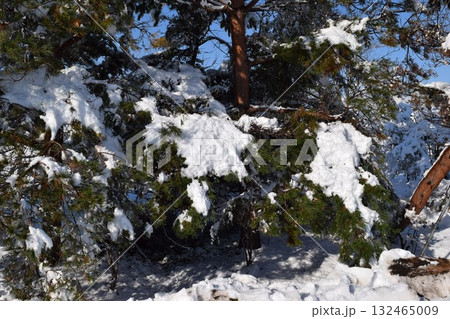 樹木に雪が着雪した風景 132465009
