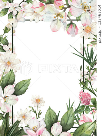 Watercolor floral frame with delicate white and pink apple blossoms, daisies, green leaves, clover. White background. Botanical border template for greeting cards, invitations, posters. Space for text 132465014
