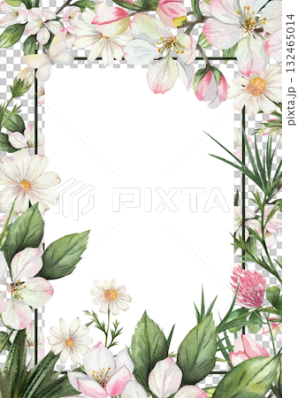 Watercolor floral frame with delicate white and pink apple blossoms, daisies, green leaves, clover. White background. Botanical border template for greeting cards, invitations, posters. Space for text 132465014