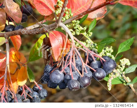 Aronia and black rowan berries. Harvest period in autumn garden. Selective focus. Berry background. Aronia and black rowan berries. Harvest period in autumn garden. Selective focus. Berry background. 132465414