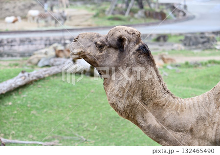 横を向くヒトコブラクダ 132465490