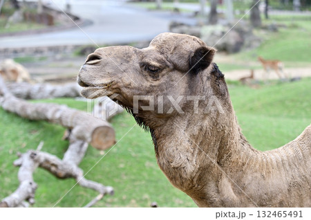 横を向くヒトコブラクダ 132465491