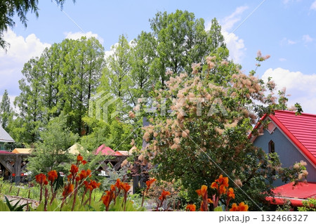 夏の植物園　スモークツリーの花 132466327