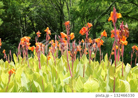 鮮やか　カンナの花 132466330