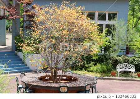 色づく　ジューンベリーの葉 132466332