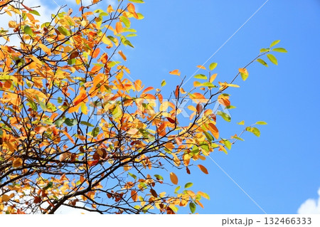 色づく　ジューンベリーの葉 132466333