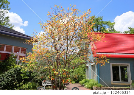 色づく　ジューンベリーの葉 132466334