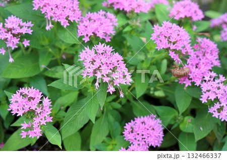 可愛い ペンタスの花 可愛い ペンタスの花 132466337