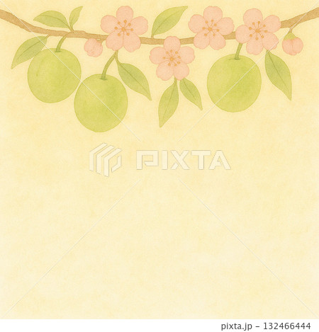春の果物シリーズ：梅の実と花のトップ型背景 132466444