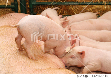 Feeding piglets in farm Feeding piglets in farm 132466610