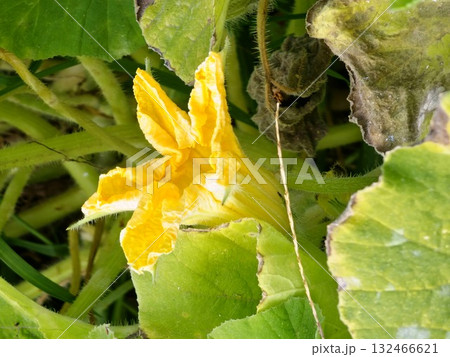 Close-up of cucurbita leaves and yellow flower. Winter squash leaves and a yellow flowers are cultivated in agriculture. Cucurbita pepo Delicata pumpkins, gourds, and squashes. Close-up of cucurbita leaves and yellow flower. Winter squash leaves and a yellow flowers are cultivated in agriculture. Cucurbita pepo Delicata pumpkins, gourds, and squashes. 132466621
