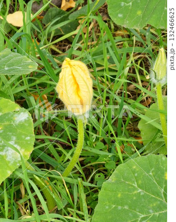 Close-up of cucurbita leaves and yellow flower. Winter squash leaves and a yellow flowers are cultivated in the agriculture. Cucurbita pepo Delicata pumpkins, gourds, and squashes. Close-up of cucurbita leaves and yellow flower. Winter squash leaves and a yellow flowers are cultivated in the agriculture. Cucurbita pepo Delicata pumpkins, gourds, and squashes. 132466625