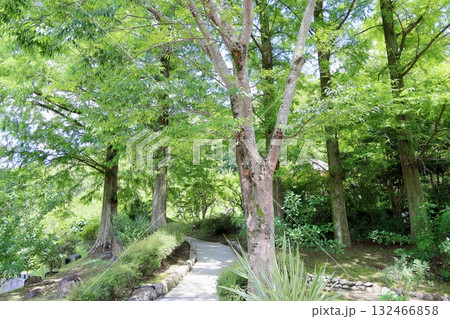 爽やか　ケヤキの木陰道 132466858