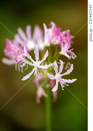 ピンク色のネリネ ピンク色のネリネ 132467247