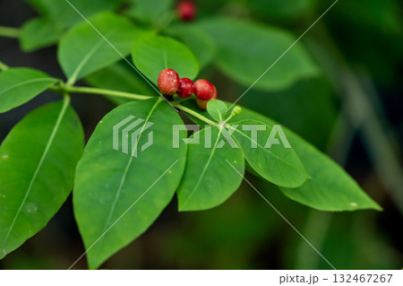ホウライアオキの赤い実 132467267