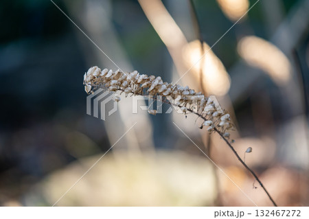 枯れたサラシナショウマの花 132467272