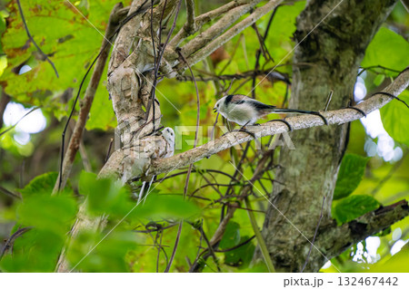 木のとまる二羽のシマエナガ 132467442