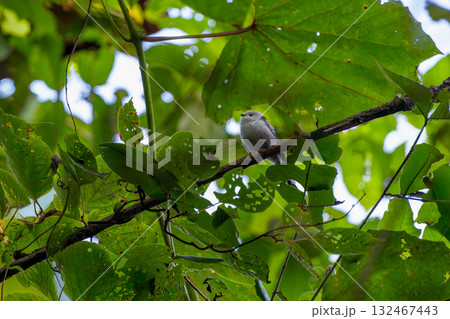 木のとまるシマエナガ 132467443
