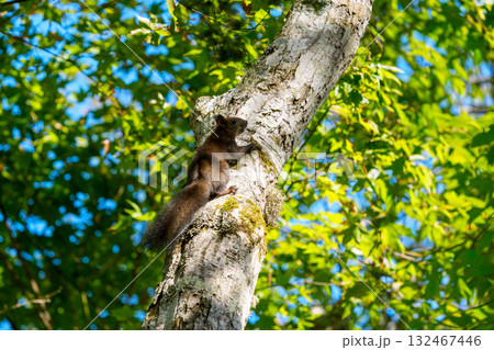 木の上に上るエゾリス 132467446