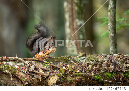 木の上でホオノキの実を食べるエゾリス 132467448