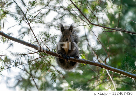 木の枝に登るエゾリス 132467450