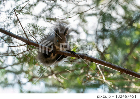 木の枝に登るエゾリス 132467451