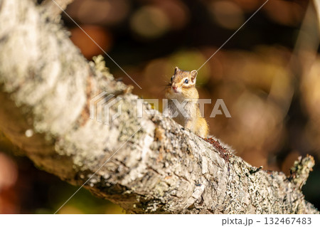 木の上に立つ頬袋膨らませたエゾシマリス 132467483