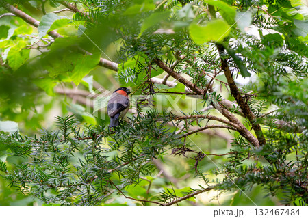 松の実を食べるオスのウソ 132467484