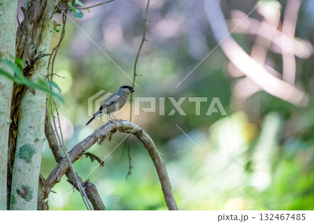 枝にとまるメスのウソ 132467485