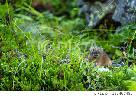 高山植物の中から出てきたエゾナキウサギ 高山植物の中から出てきたエゾナキウサギ 132467486