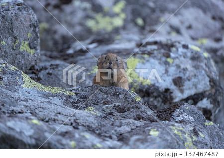 岩の上に立つナキウサギ 132467487