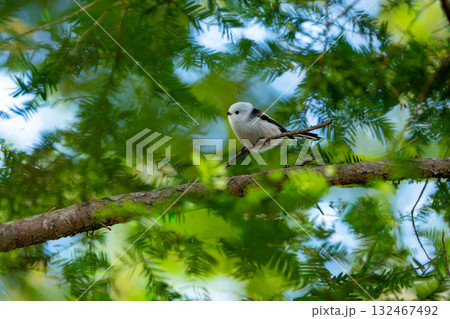 木にとまるシマエナガ 132467492