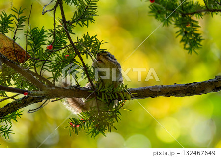 赤い松の実を食べるエゾシマリス 132467649