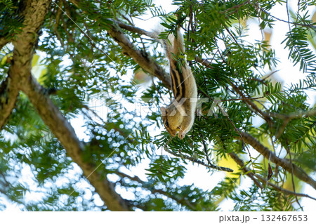 木にぶら下がり松の実を食べるエゾシマリス 132467653