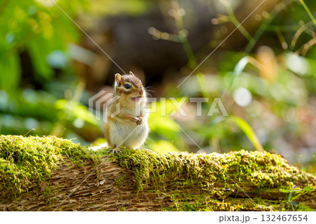 倒木の上に立つエゾシマリス 132467654