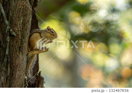 枝の上に立つエゾシマリス 132467656