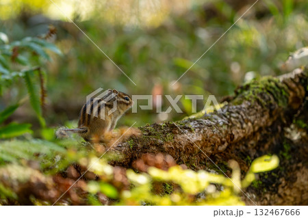 倒木の上にとまるエゾシマリス 132467666