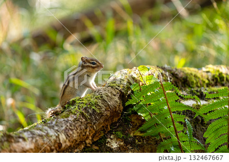 倒木の上にとまるエゾシマリス 132467667