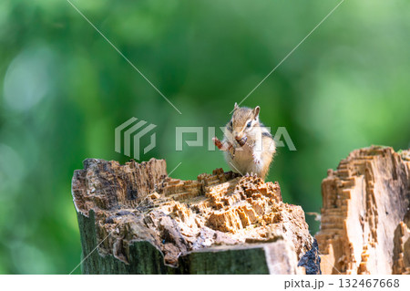 切り株の上で虫を食べるエゾシマリス 132467668