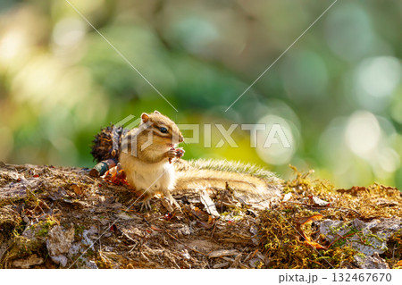 倒木の上で食事するエゾシマリス 132467670