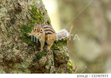 木にとまるエゾシマリス 木にとまるエゾシマリス 132467673