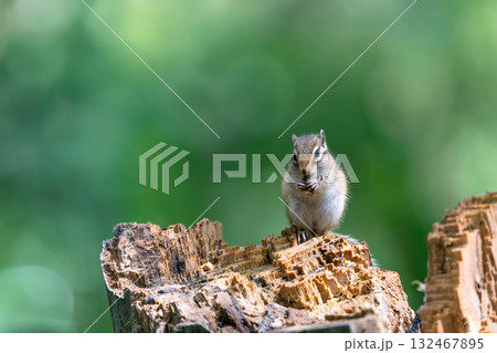 切り株の上で虫を食べるエゾシマリス 132467895